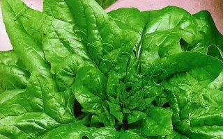 ИЛЬЯ МУРОМЕЦ