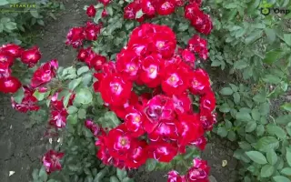 НИКИТСКАЯ КРАСАВИЦА