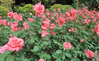 КОРАЛЛОВЫЙ СЮРПРИЗ