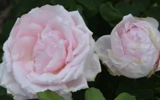 ПЕРВОКЛАССНИЦА