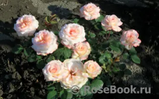 КРЫМСКАЯ ВЕСНА