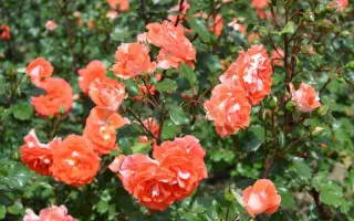 НАТАЛЬЯ МУРАВСКАЯ