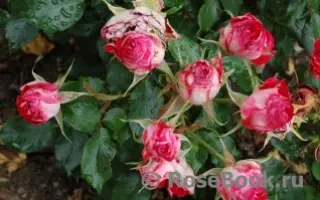 КРЫМСКОЕ ОЖЕРЕЛЬЕ