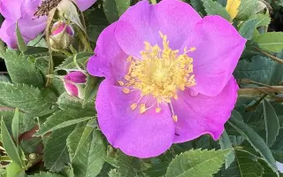 РУИСДЖЕЙ 0541 А