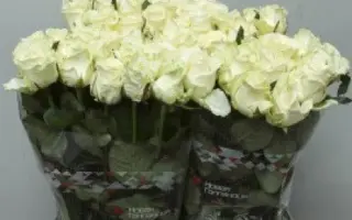 ВАЛЕНТИНА ЛЕНИНГРАДСКАЯ