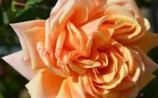 КРЫМСКОЕ СОЛНЫШКО