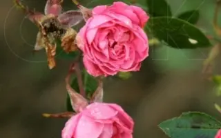 МАЛЬЧИК-С-ПАЛЬЧИК