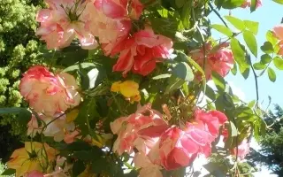 ПОЛЬКА БАБОЧКА