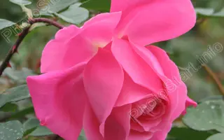 ФЕОДОСИЙСКАЯ КРАСАВИЦА