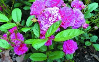 СНЕЖНЫЙ ТАЙФУН