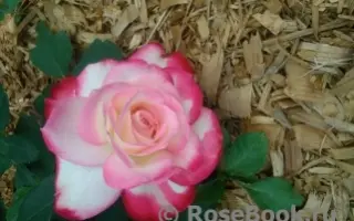 МОСКОВСКАЯ КРАСАВИЦА