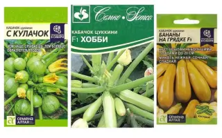 СОЛНЕЧНЫЙ ЗАЙЧИК