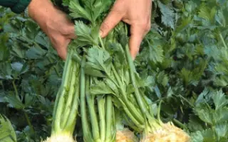 КОРНЕВОЙ ГРИБОВСКИЙ