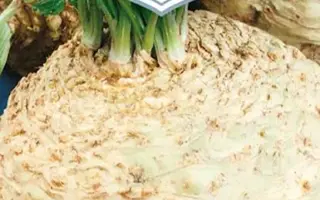 КОРОЛЕВСКАЯ НОЧЬ