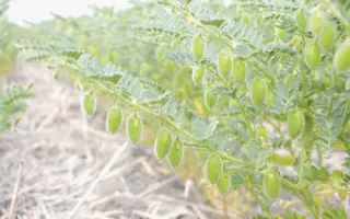 КУЛУНДИНСКИЙ 5