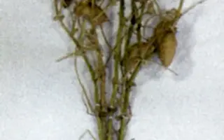 ЗАВОЛЖСКИЙ