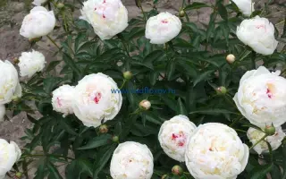 МАДАМ ДЕ ВЕРНЕВИЛЬ