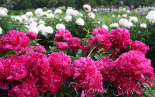 КРЕЙСЕР АВРОРА