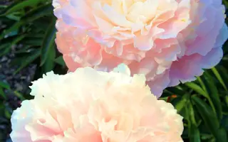 НЕНСИ НИККОЛС