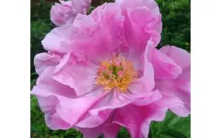 НОВОСТЬ АЛТАЯ