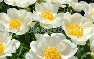 МУН ОФ НИППОН