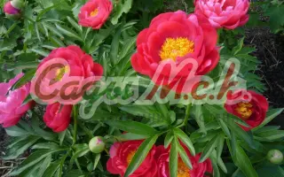 ЭЛЛЕН КАУЛИ