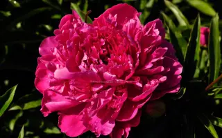 АПАССИОНАТА