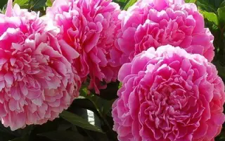 ПРИНЦЕССА МАРГАРЕТ