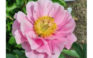 БАШКИРСКАЯ ЖЕМЧУЖИНКА