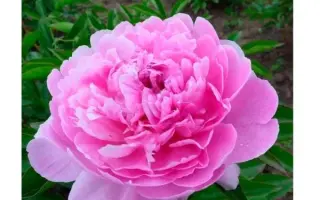 ЮБИЛЕЙНЫЙ ЮУБСИ