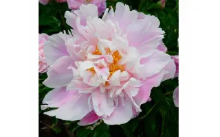 БАШКИРСКИЙ СУВЕНИР