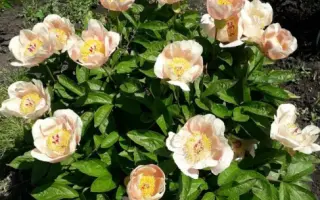 ЛУННАЯ ДОРОГА