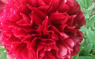 УТРО ТУМАННОЕ