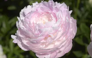 РОЗОВАЯ ДЫМКА