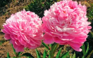 БАШКИРСКИЙ