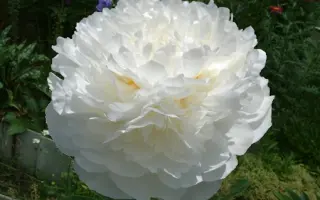 ДЖЕЙМС ЛЕВИС