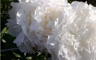 ДОКТОР ДЖЕЙ АШ НИЛИ