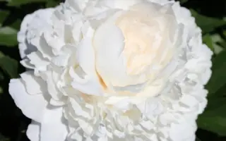 БЕЛЫЙ НОВОСИБИРСКИЙ