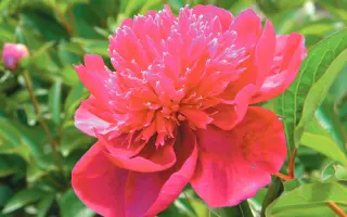 МЕЧТА С.П. КОРОЛЕВА