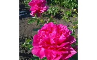 ЛЮДМИЛА МИРОНОВА