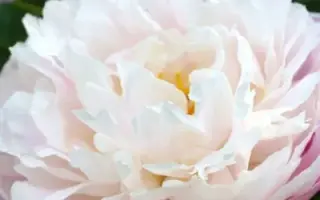 АЛЕКСАНДРА