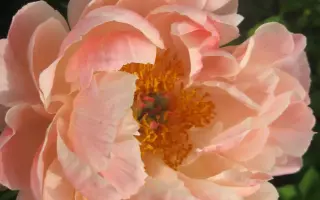 ОЧАРОВАНИЕ ОЛЬГИ