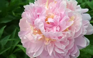 КАРИНА ВЕРСАН