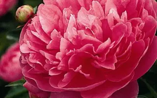 ДЖОН ГОВАРД ВЕЙГЕЛ