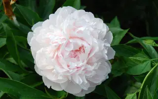 ДЖЕССИ ГИСТ