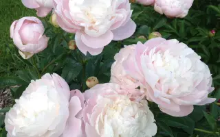 МЭРИ НИКОЛЗ