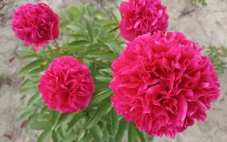 ГОВАРД Р.ВОТКИНС