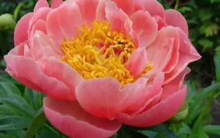 ХЭВЕНТЛИ ПИНК