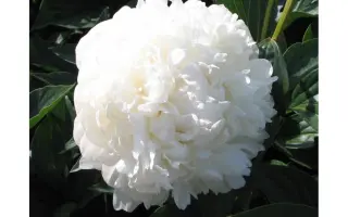 МЭТЧЛЕС БЬЮТИ