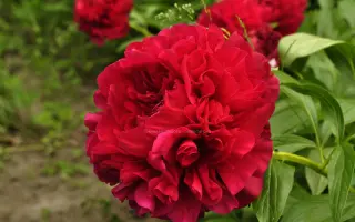 ЭДГАР ДЖЕССЕП